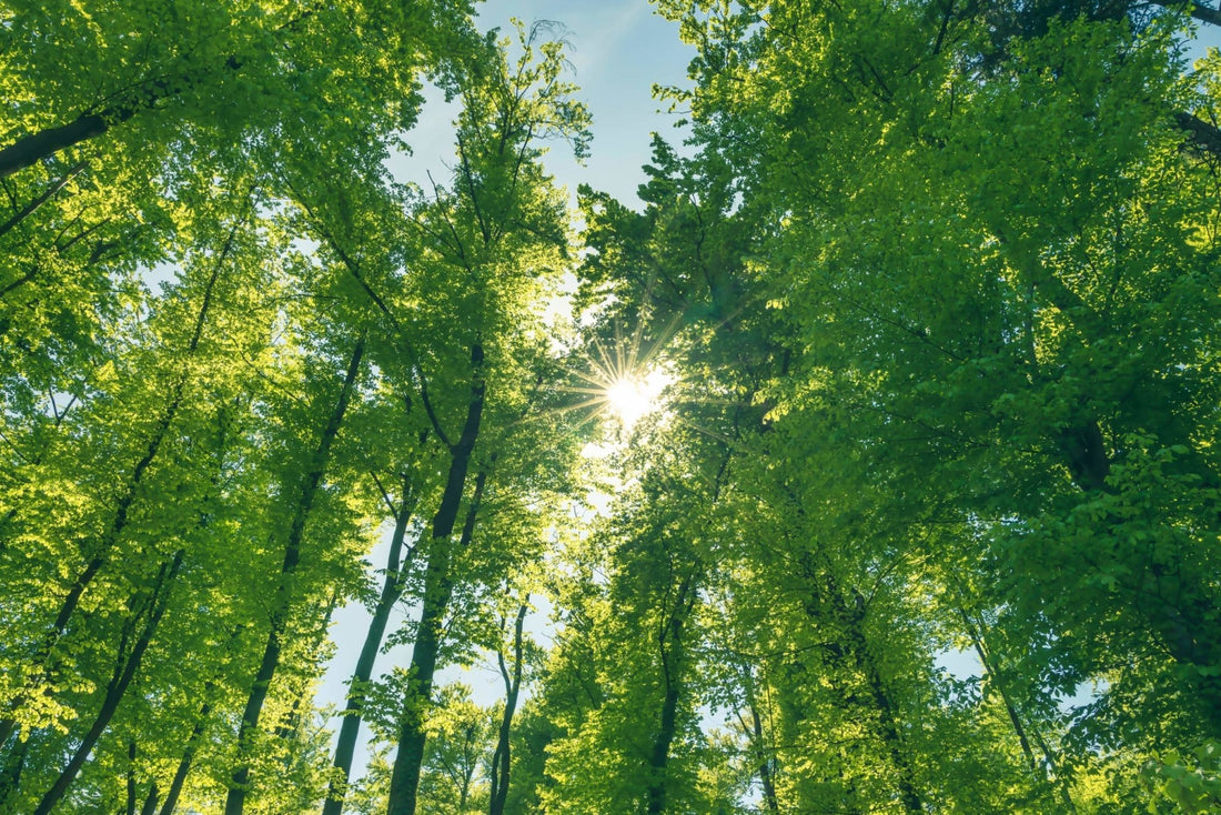 Cotton’s Role in Reducing Apparel Industry Carbon Emissions - Fashion-booth