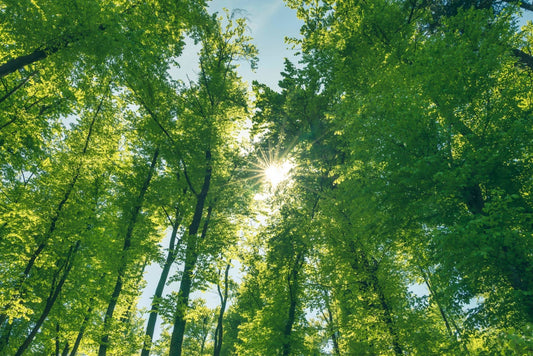 Cotton’s Role in Reducing Apparel Industry Carbon Emissions - Fashion-booth